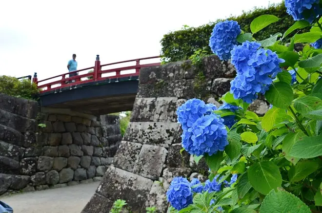 常盤木橋とあじさい