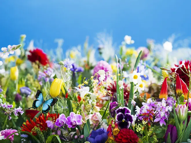 earthly flowers, heavenly colors (2017)　©mika ninagawa,courtesy of Tomio koyama Galley