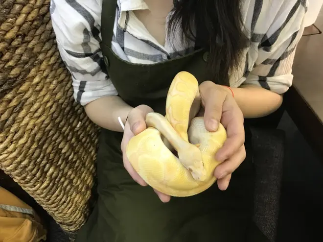 ボールパイソン