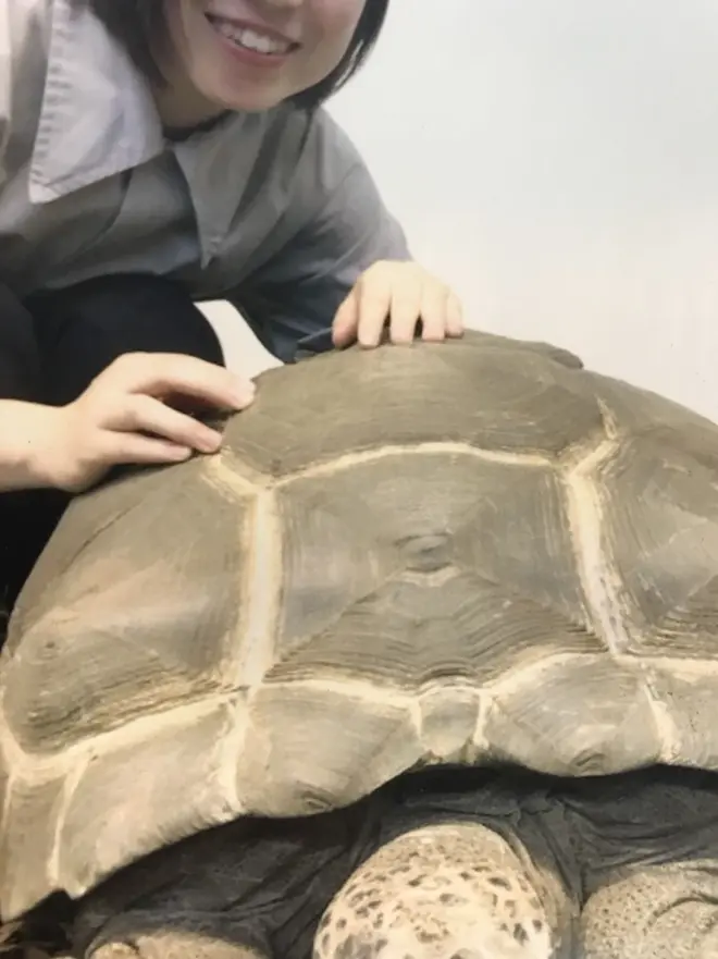 アルダブラゾウガメ