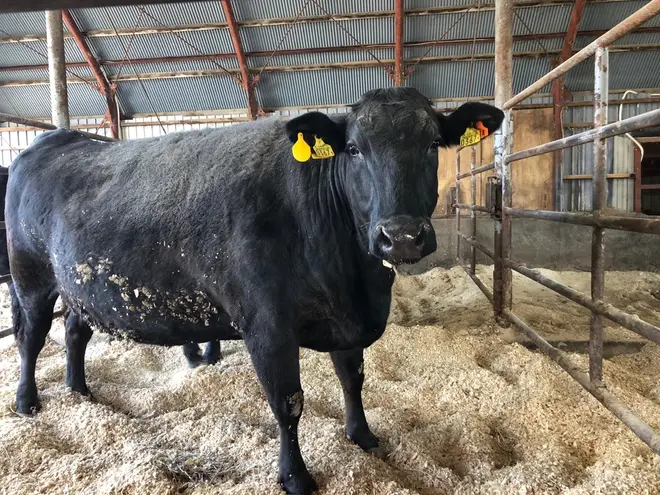 現在東神楽・前田牧場で飼育中の北海道産「黒毛和牛（A4ランク）」。全6頭をこのビアガーデンのために飼育している。