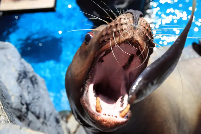 鳥羽水族館　トドのエサやり体験