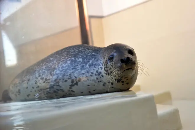 鳥羽水族館　ヒレアシタッチング体験