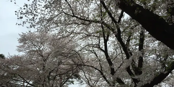 ☆埼玉県さいたま市大宮区さんぽ、歩こう(^^♪