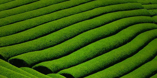 日本遺産に認定！天まで届く茶畑～京都・和束町～