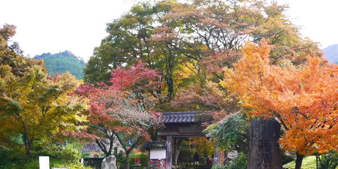 秋の栗スィーツとコスモスの旅（丹波地区）紅葉スポットも追加
