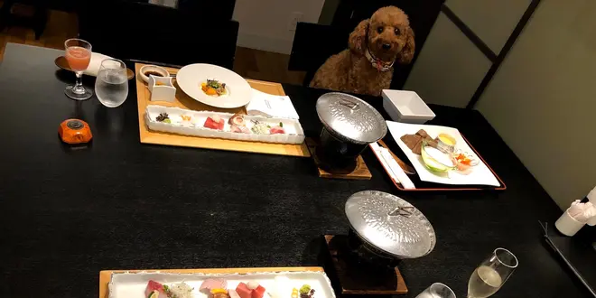 【鹿児島・霧島】愛犬と一緒旅♪