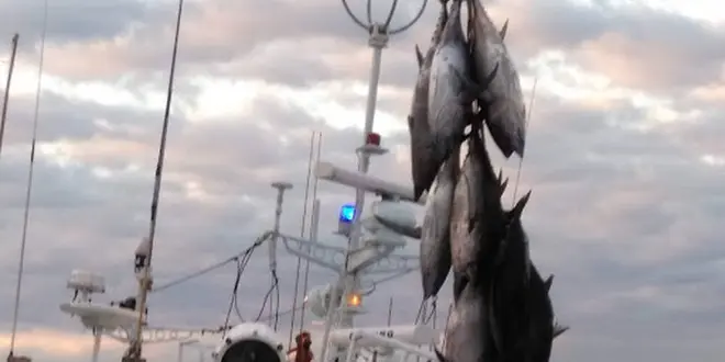 勝浦漁港のマグロの水揚げ