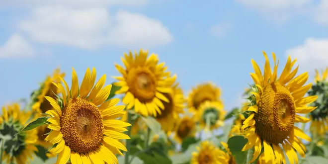 《随時更新》お花好き、カメラ女子も楽しめる、神奈川で花めぐり♪