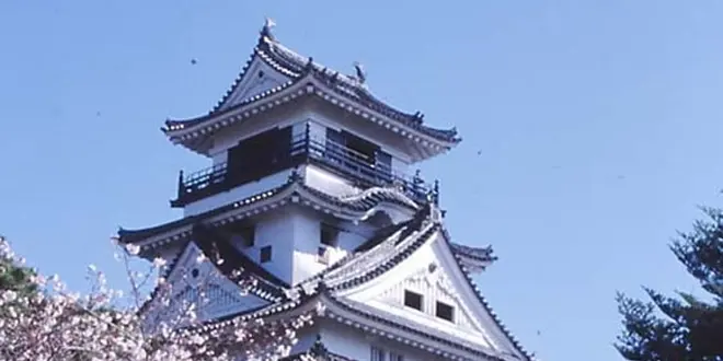 城下町高知ならでは！お城でお花見🌸