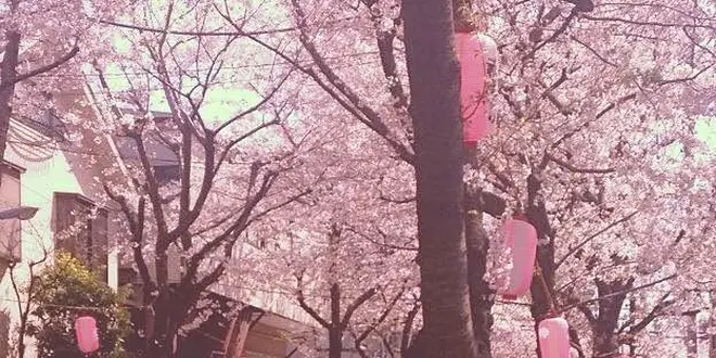 桜並木通りで美味しいお店をめぐるお散歩デート♡（西小山）