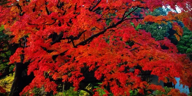 バラと紅葉と絶品ビストロの駒込散歩