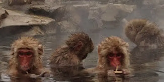 今だけ！ここだけ！スノーモンキーと湯めぐりの旅