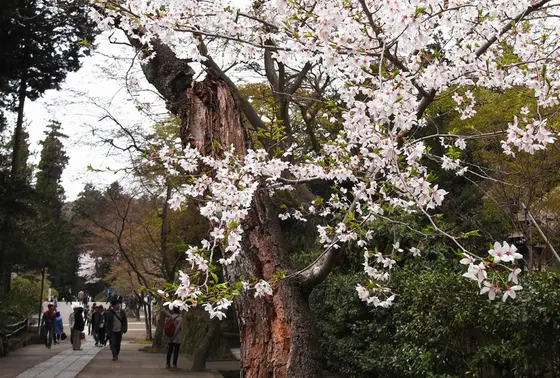 桜が綺麗でした