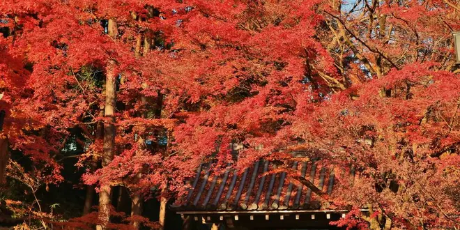 晴れ時々滋賀紅葉巡り