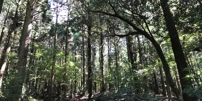 天城を越えて…天城に泊まる！
