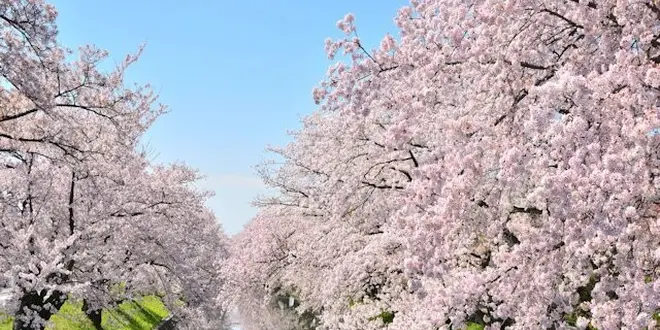 東海　桜🌸