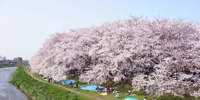 越谷・川口　桜ウォーカー