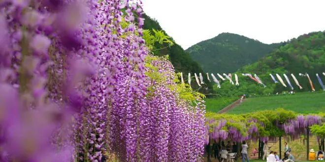 竹田城跡近辺にある山陰一の藤の花が咲く公園