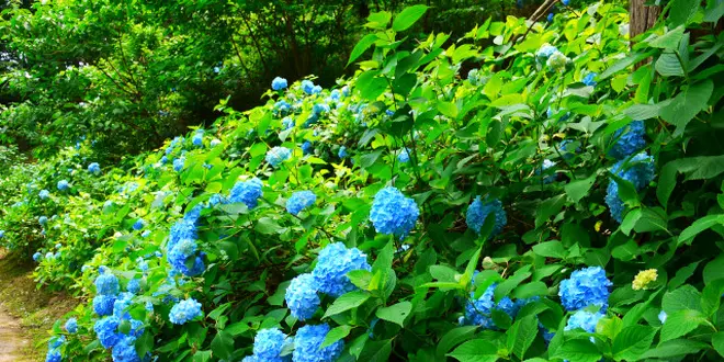 梅雨シーズンだから楽しめるあじさい公園