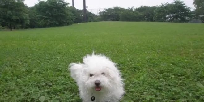 愛犬シャビと初めてのデート♪