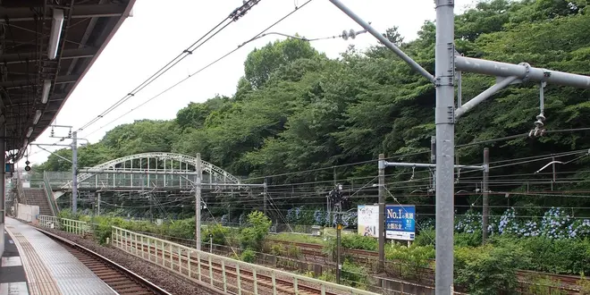 飛鳥山公園のアジサイ見てきたよー