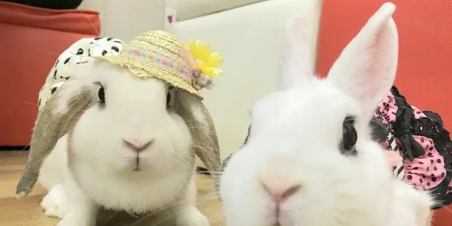 絶対癒される！池袋の動物カフェ(うさぎ・ねこ・フクロウ)＋サンシャイン水族館