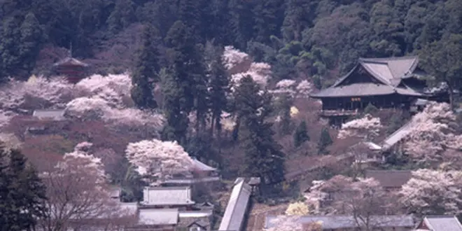 春の初瀬へ