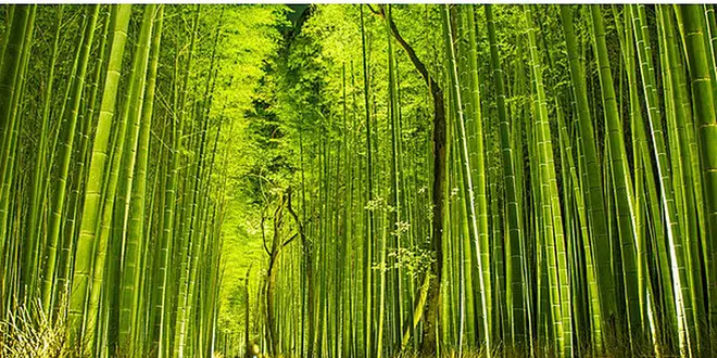 竹林道と稲荷神社