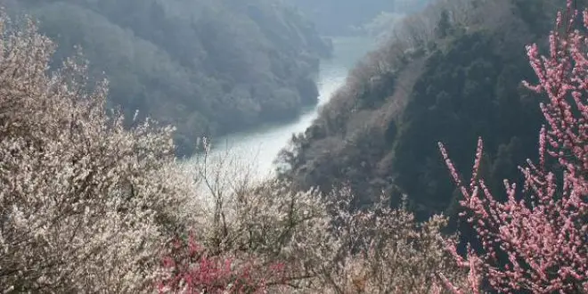 月ヶ瀬と青山高原