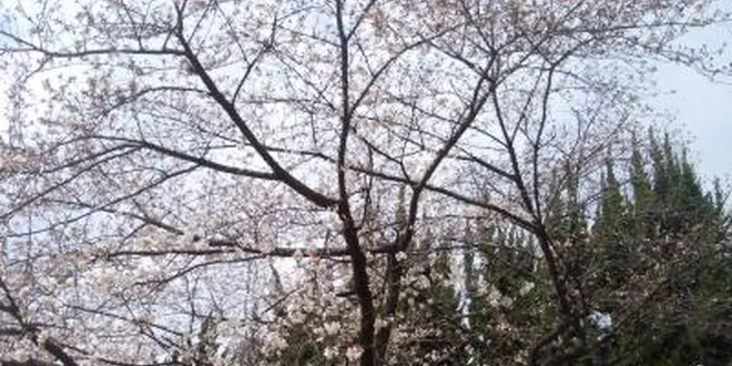 桜の名所・桜之宮公園を散策