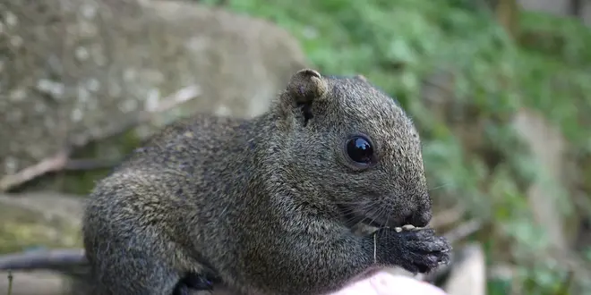 小動物の可愛さに癒やされる 町田リス園