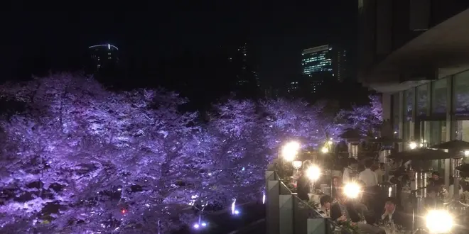 イタリアでも出来ない最高のピッツァお花見！
