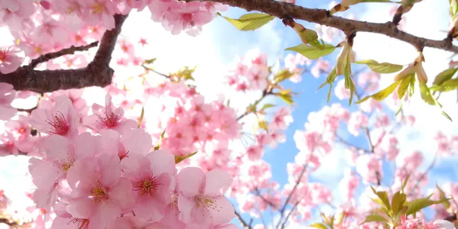 河津桜が終わっていても大丈夫！東伊豆・下田は見どころがいっぱいあります☆