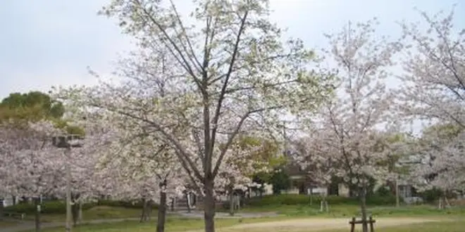 大阪の春を探しに行こう