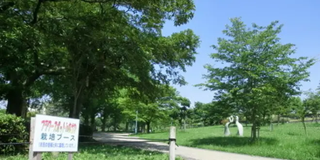 城北公園の花菖蒲を見に行こう