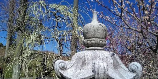 花咲かタイムズ【三重県・津市】