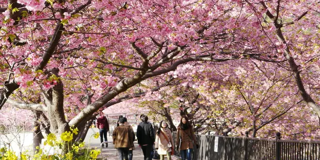河津桜のトンネルと菜の花・温泉を満喫