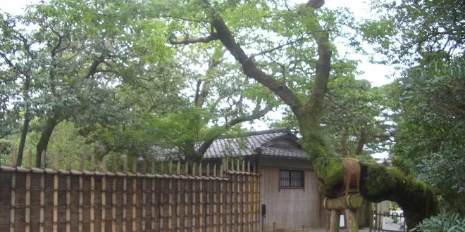 かぐや姫！？鈴虫の鳴く寺院で聞く説法