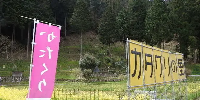 もう終わってたカタクリの花
