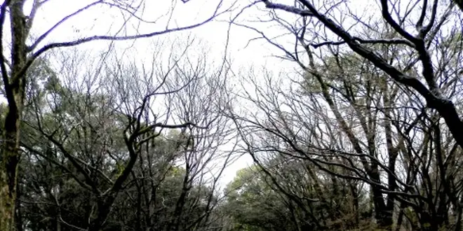 世界遺産「糺の森」でイロイロと考えてみる夕涼み