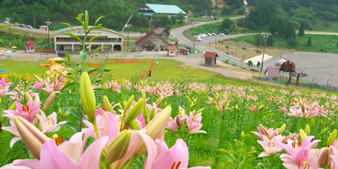 夏限定スキー場に沢山のゆり花・ちくさ高原ゆり園