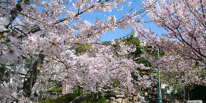 岡本周辺のオススメ癒しスポット