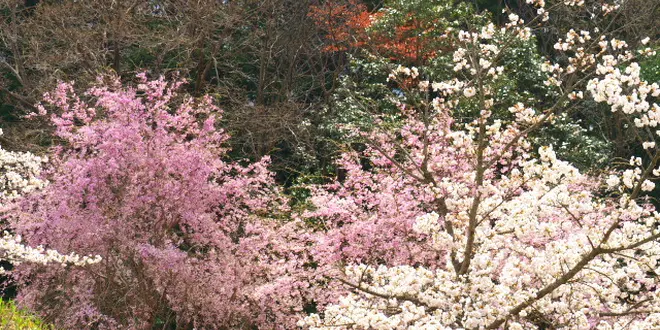いろんな桜の品種がある桜華園と1000匹のこいのぼりと桜を観賞