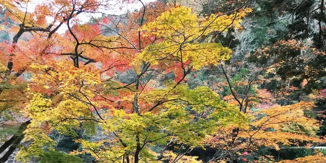 香嵐渓🍁🍁