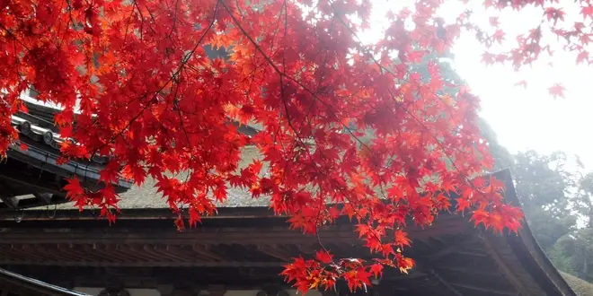 紅葉＆秘仏公開♡湖東三山と周辺の社寺