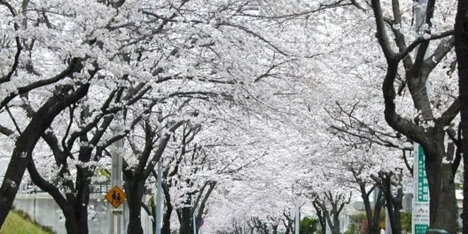 あざみ野という街には「桜のトンネル」があるんです！！！