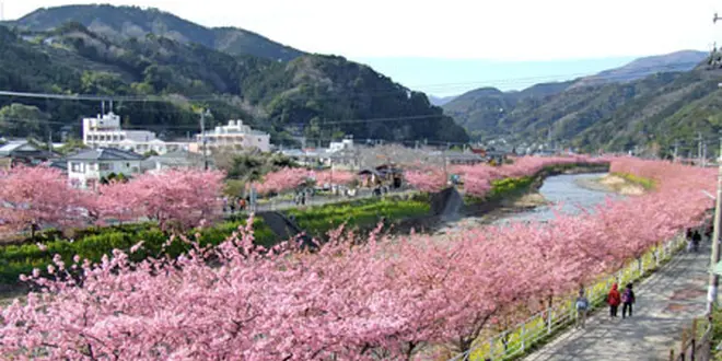 河津桜(Kawazu-zakura Cherry Blossom)