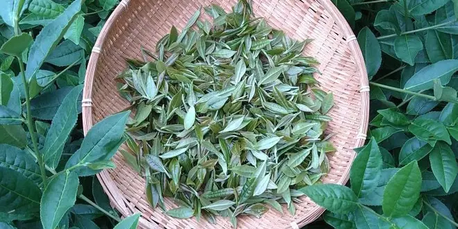 今、沖縄の紅茶がアツい❣️お茶も食も沖縄尽くし❣️150%沖縄産の旅🌱✨✨