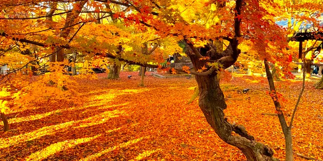 心とお腹を満たす旅⛩✨京都✨新スポット名スポット穴場まで✨